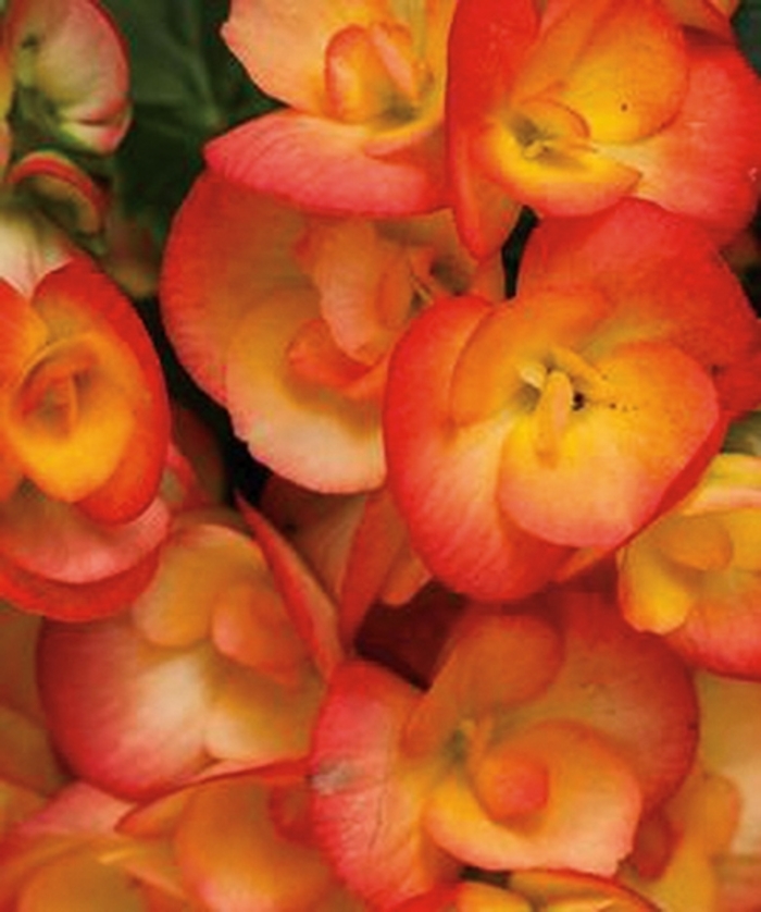 'Amstel Carneval' Rieger Begonia - Begonia x hiemalis from Milmont Greenhouses