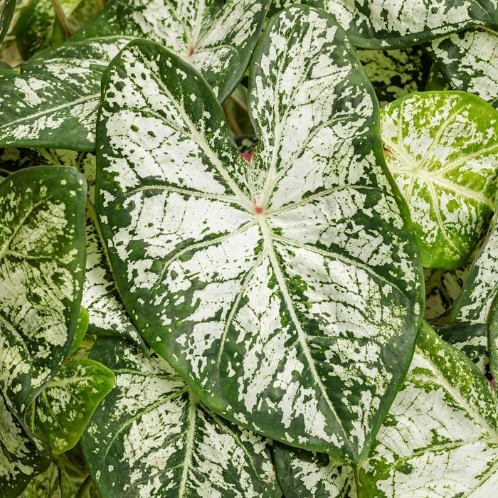 Heart to Heart™ 'Snow Flurry' - Caladium hortulanum (Strap-leaf Caladium) from Milmont Greenhouses