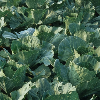 Brassica - 'Early Jersey Wakefield' Cabbage