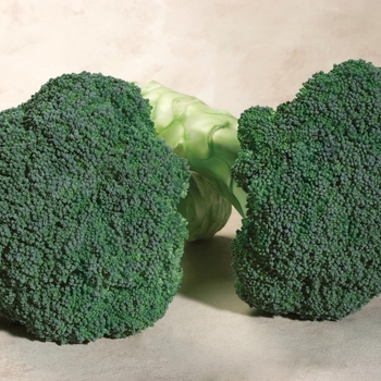 Brassica - 'Emerald Crown F1' Broccoli