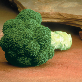 Brassica - 'Marathon F1' Broccoli