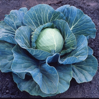 Brassica - 'Stonehead F1' Cabbage