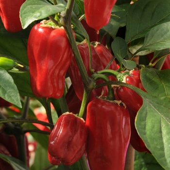 Capsicum annuum - 'Sweet Heat' Hot Pepper, Bell Pepper