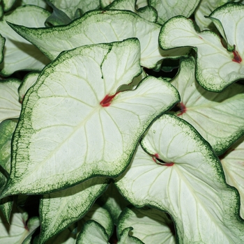 Caladium hortulanum (Strap-leaf Caladium) - Heart to Heart™ 'White Wonder'