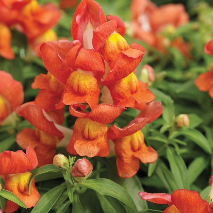 Antirrhinum Majus Orange Bicolor Snapdragon Montego Orange