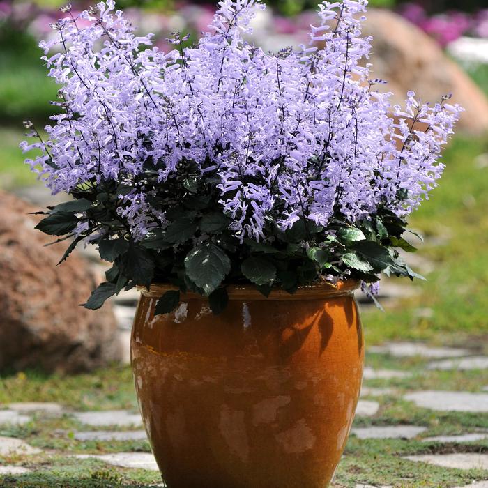 Plectranthus Mona Lavender Plectranthus Mona Lavender