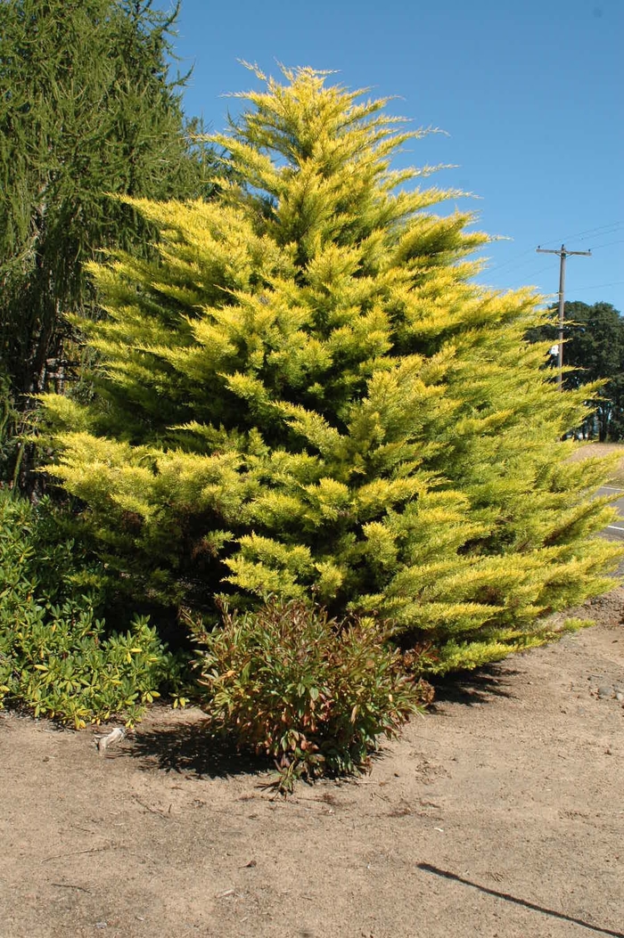 Cupressocyparis Leylandii Gold Rider Leyland Cypress Milmont