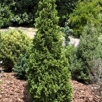 Thuja occidentalis - 'Degroot's Spire' Arborvitae Thuja occidentalis - 'Degroot's Spire' Arborvitae
