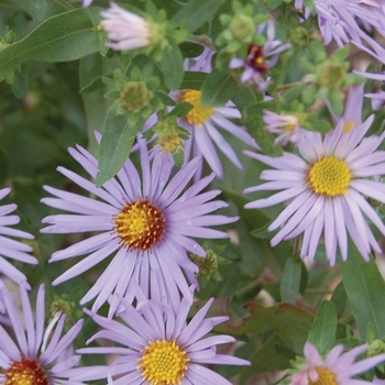 Aster oblongifolius - 'Raydon's Favorite' Oblongleaf Aster Cultivar Aster oblongifolius - 'Raydon's Favorite' Oblongleaf Aster Cultivar