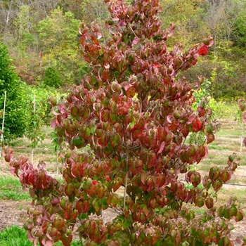 Cornus florida - 'Cherokee Brave' Flowering Dogwood Cornus florida - 'Cherokee Brave' Flowering Dogwood