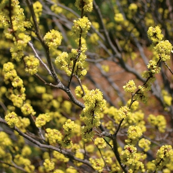 Lindera benzoin - Spicebush Lindera benzoin - Spicebush
