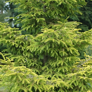 Picea orientalis - 'Skylands' Caucasian Spruce Picea orientalis - 'Skylands' Caucasian Spruce