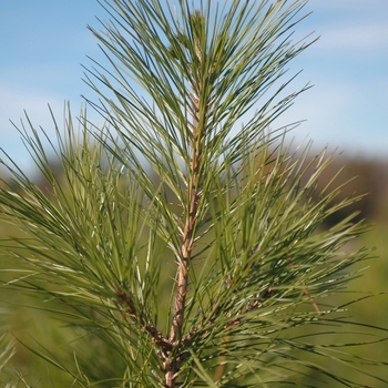 Pinus taeda - Loblolly Pine Pinus taeda - Loblolly Pine