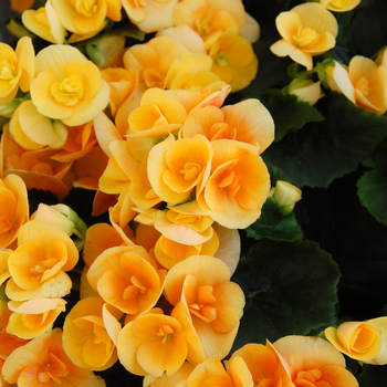 Begonia x hiemalis (Rieger Begonia) - Amstel 'Nadine' Begonia x hiemalis (Rieger Begonia) - Amstel 'Nadine'