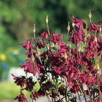 Aquilegia canadensis - Wild Columbine Aquilegia canadensis - Wild Columbine