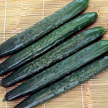Cucumis sativus - 'Tasty Green' Cucumber Cucumis sativus - 'Tasty Green' Cucumber