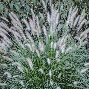 Pennisetum alopecuroides (Dwarf Fountain Grass) - 'Hameln' Pennisetum alopecuroides (Dwarf Fountain Grass) - 'Hameln'
