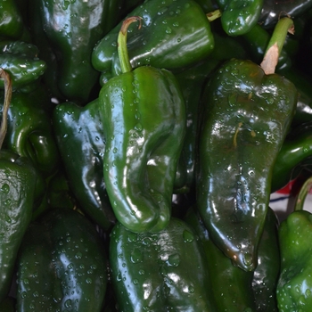 Capsicum annuum - 'Poblano' Chile Pepper Capsicum annuum - 'Poblano' Chile Pepper