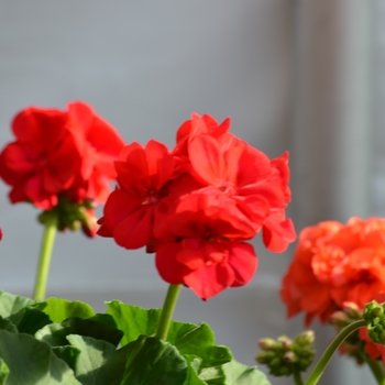 Pelargonium x hortorum - 'Survivor Cherry Red' Zonal Geranium Pelargonium x hortorum - 'Survivor Cherry Red' Zonal Geranium