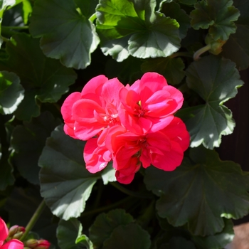 Pelargonium x hortorum - 'Survivor Fuschia' Zonal Geranium Pelargonium x hortorum - 'Survivor Fuschia' Zonal Geranium