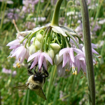 Allium cernuum - Nodding Onion Allium cernuum - Nodding Onion