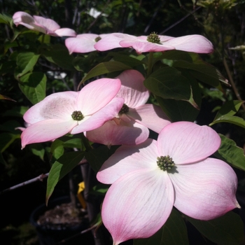 Cornus - 'Stellar Pink®' Dogwood Cornus - 'Stellar Pink®' Dogwood