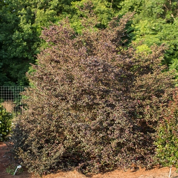 Loropetalum chinense var. rubrum - 'Sparkling Sangria™' Chinese Fringe-Flower Loropetalum chinense var. rubrum - 'Sparkling Sangria™' Chinese Fringe-Flower