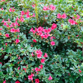 Rhododendron (Azalea) - Encore® 'Autumn Ruby®' Rhododendron (Azalea) - Encore® 'Autumn Ruby®'