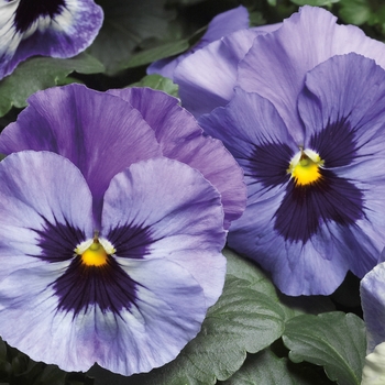 Viola x wittrockiana (Pansy) - Delta™ Premium 'Marina' Viola x wittrockiana (Pansy) - Delta™ Premium 'Marina'