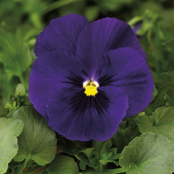 Viola x wittrockiana (Pansy) - Delta™ Premium 'Deep Blue' Viola x wittrockiana (Pansy) - Delta™ Premium 'Deep Blue'
