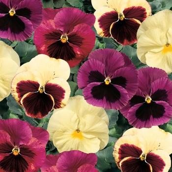 Viola x wittrockiana (Pansy) - Delta™ Premium 'Apple Cider Mix' Viola x wittrockiana (Pansy) - Delta™ Premium 'Apple Cider Mix'