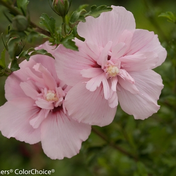 Hibiscus syriacus - 'Pink Chiffon®' Rose of Sharon Hibiscus syriacus - 'Pink Chiffon®' Rose of Sharon