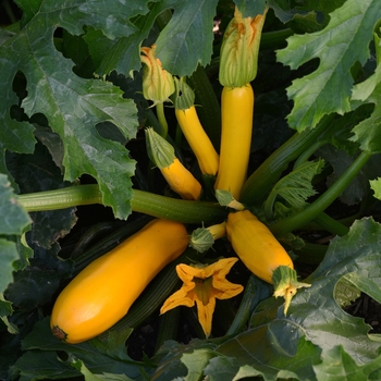 Cucurbita pepo (Zucchini, Summer Squash) - Easy Pick 'Gold II' Cucurbita pepo (Zucchini, Summer Squash) - Easy Pick 'Gold II'