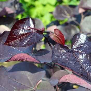 Cercis canadensis - 'Black Pearl®' Redbud Cercis canadensis - 'Black Pearl®' Redbud