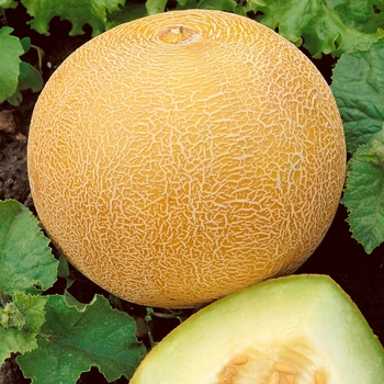 Cucumis melo - 'Delicious' Cantaloupe Cucumis melo - 'Delicious' Cantaloupe