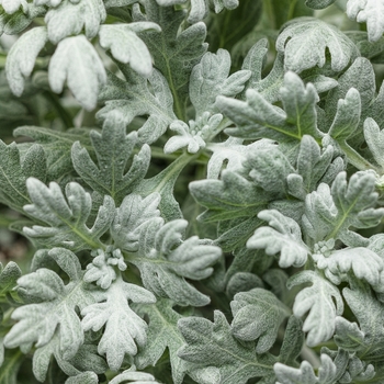Artemisia stelleriana - 'Silver Bullet®' Wormwood Artemisia stelleriana - 'Silver Bullet®' Wormwood