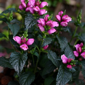Chelone obliqua - 'Tiny Tortuga' Pink Turtlehead Chelone obliqua - 'Tiny Tortuga' Pink Turtlehead