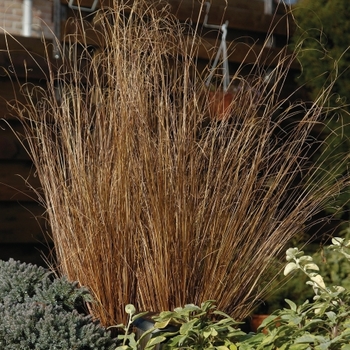 Carex buchananii (Leatherleaf Sedge) - ColorGrass® 'Red Rooster' Carex buchananii (Leatherleaf Sedge) - ColorGrass® 'Red Rooster'