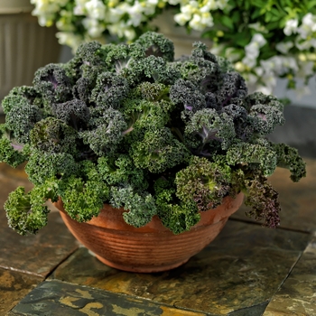 Brassica oleracea var acephala (Flowering Kale) - Yokohama 'Red' Brassica oleracea var acephala (Flowering Kale) - Yokohama 'Red'