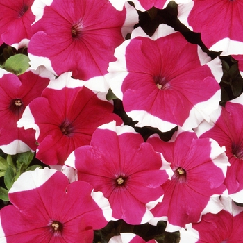Petunia - Dreams™ 'Rose Picotee' Petunia - Dreams™ 'Rose Picotee'