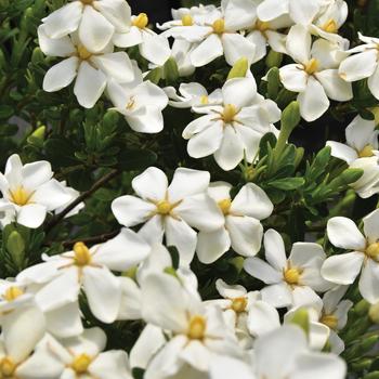 Gardenia jasminoides - Snow Girl™ Gardenia jasminoides - Snow Girl™