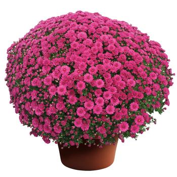 Chrysanthemum x morifolium (Garden Mum) - Danielle™ Purple Chrysanthemum x morifolium (Garden Mum) - Danielle™ Purple