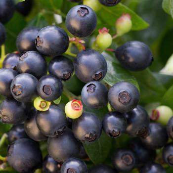 Vaccinium (Blueberry) - Bushel and Berry® BerryBux™ Vaccinium (Blueberry) - Bushel and Berry® BerryBux™