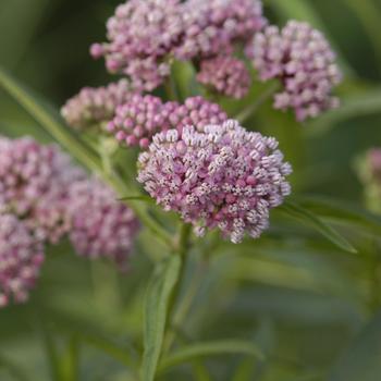 Asclepias incarnata - Swamp Milkweed Asclepias incarnata - Swamp Milkweed