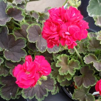 Pelargonium x hortorum - 'Brocade Cherry Night' Zonal Geranium Pelargonium x hortorum - 'Brocade Cherry Night' Zonal Geranium