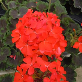 Pelargonium - 'Brocade Fire Night' Geranium Pelargonium - 'Brocade Fire Night' Geranium