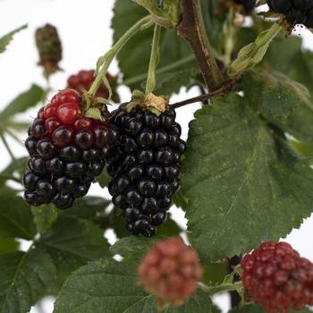 Rubus - Blackberry Rubus - Blackberry