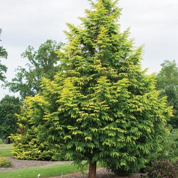 Metasequoia glyptostroboides - 'Amber Glow™' Dawn Redwood Metasequoia glyptostroboides - 'Amber Glow™' Dawn Redwood