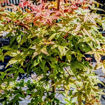 Acer palmatum - 'Beni Maiko' Japanese Maple Acer palmatum - 'Beni Maiko' Japanese Maple