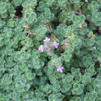 Thymus pseudolanuginosus - Woolly Thyme Thymus pseudolanuginosus - Woolly Thyme